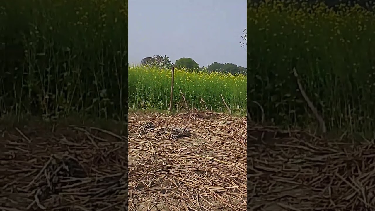 #shorts #tranding #short #vairal #bhojpuri #comedy #funny #dance #song #shortvideo #shortsviral