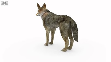 Coyote Low Poly 3D model by 3DModels.org