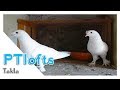 Taklaci gvercin glehir beautiful pigeons