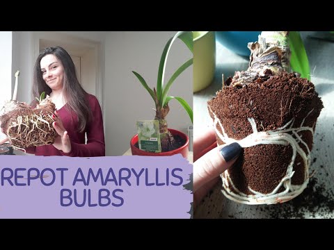 Video: Ompotning af amaryllisplanter: Lær hvordan og hvornår du skal ompotte en amaryllis
