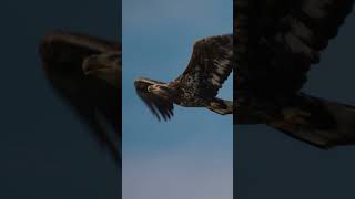 Juvenile Bald Eagle captured in Tahoe with my Sony Fx6 and Sigma 150-600 sport.