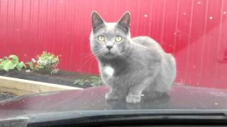 Little Fury Friend