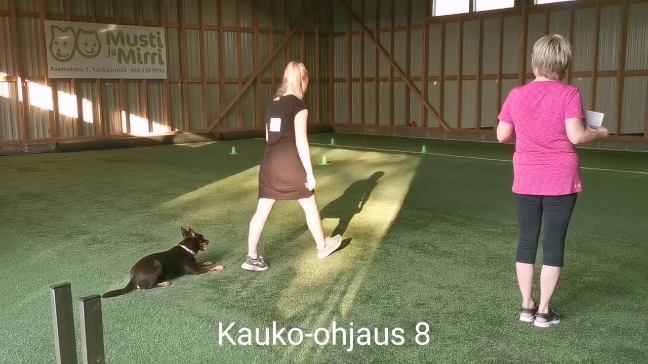 Toko AVO 2019 Nuuskis 300,5p