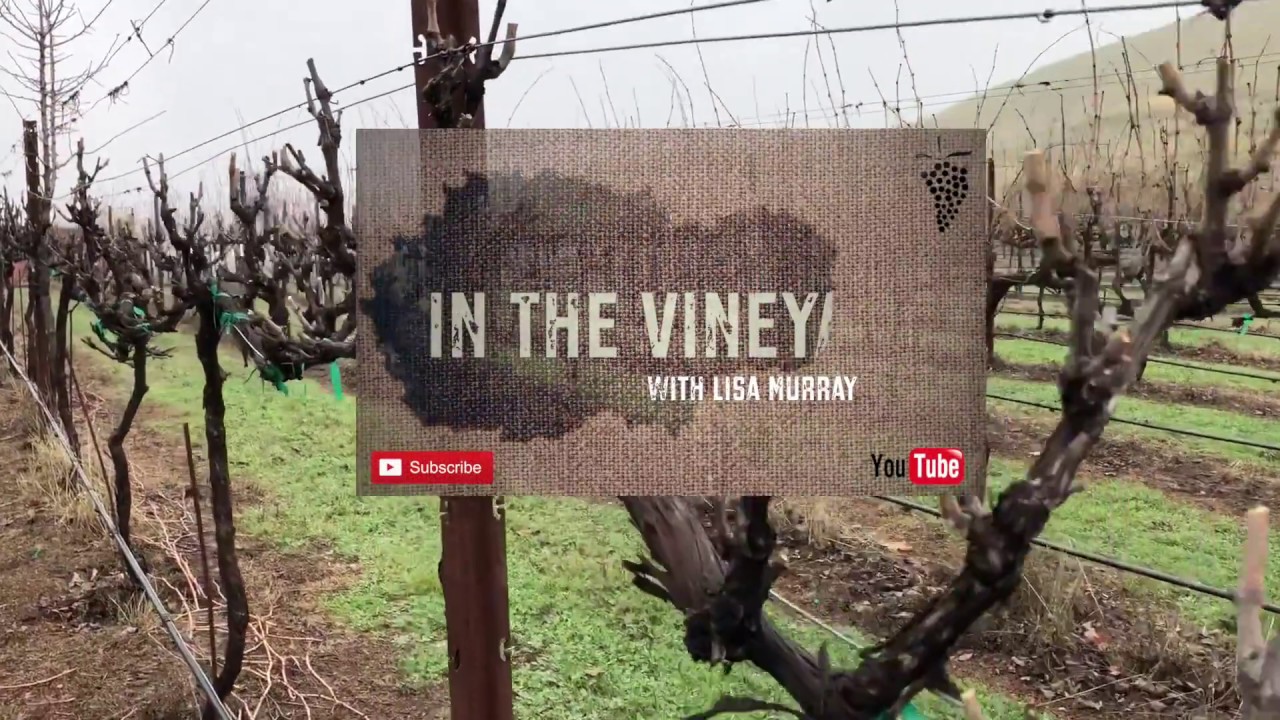 In The Vineyard with Lisa Murray