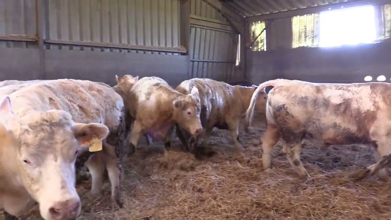 Vente marché de Châteaumeillant