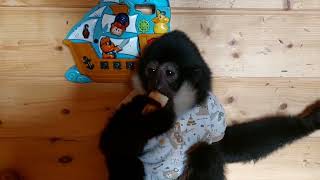 обезьяньи будни 🐒(фрагменты.Ч.2)#monkey #petmonkey #обезьяна #макака #гиббон #зоо #экзотика #animal