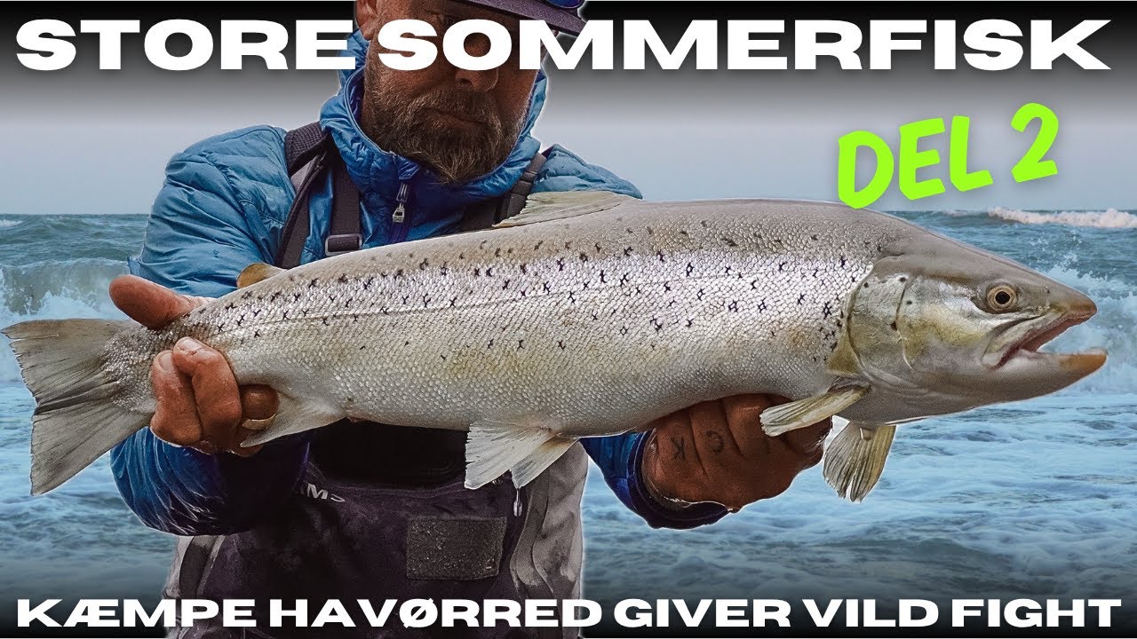 Store Sommerfisk del 2 - Kæmpe havørred giver vild fight