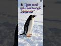 #wildlifefacts#penguinstory#viralshort#animallove#wildlifeshorts#lovestory#animallove#animals