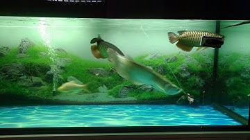 Cho cá rồng ăn thịt bò cực sung