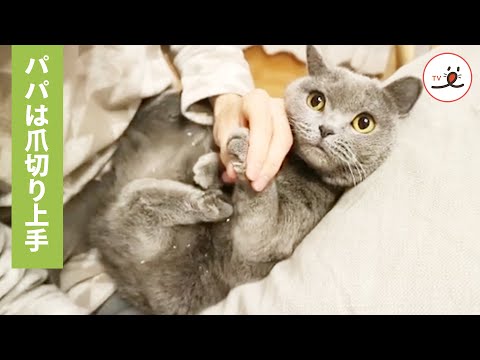 猫さんのパパの特技☺️ 爪切りテクニックを大公開✨ 【PECO TV】