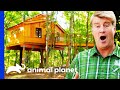 Pete Builds A Treehouse In This Gorgeous Nature Preserve! | Treehouse Masters