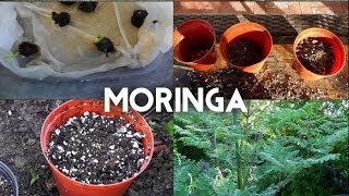 Moringa Oleifera from seed to tree  The complete guide to growing the superfood Moringa