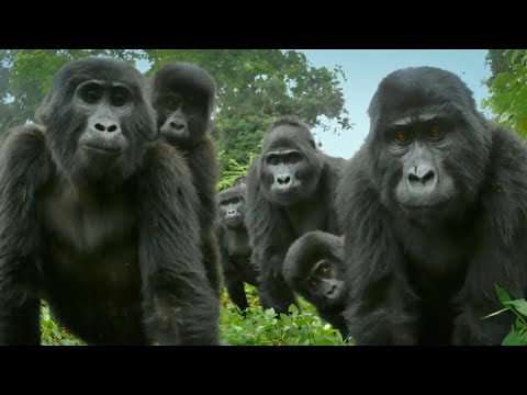 Robot Spy Gorilla Records Mountain Gorillas Singing & Farting!