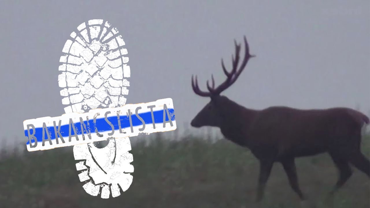 Kéktúra 11. rész: Ahol szarvasokra lőnek, ott szarvasok vagyunk