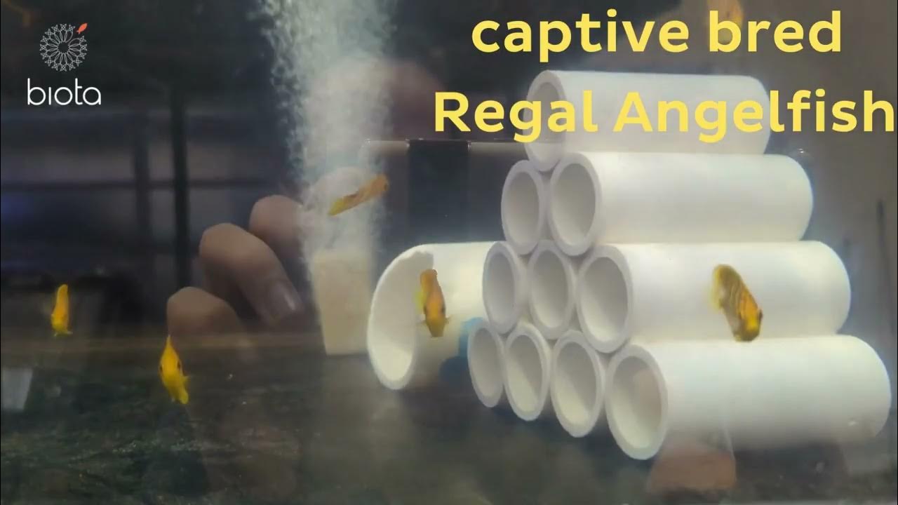 Bali Captive Bred Regal Angelfish at Biota - YouTube