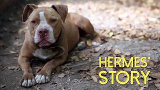 Hermes Story - A Shelter Dog's Journey by Friendly Future 454 views 6 years ago 3 minutes, 50 seconds