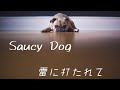 SaucyDog/雷に打たれて