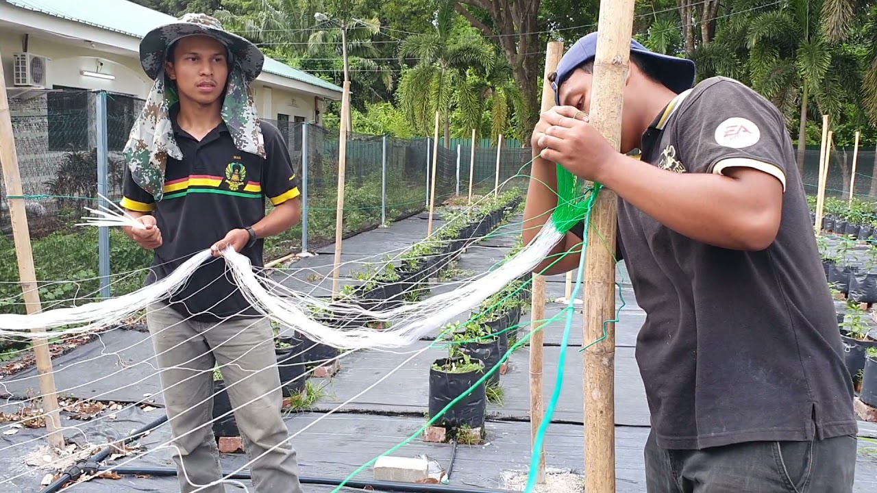 Cara Pasang Sokongan Untuk Cili Fertigasi 