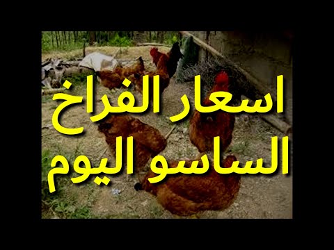 اسعار الفراخ الساسو اليوم