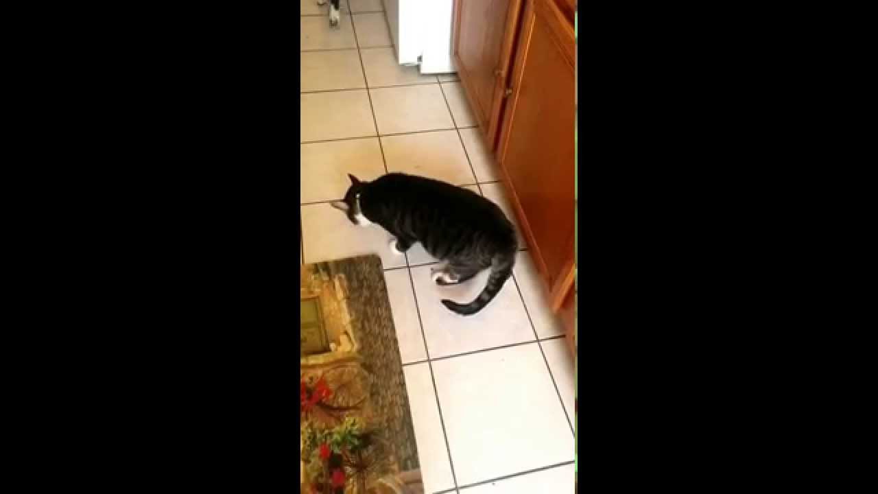 Dog Hiding His Food at Arthur Odom blog