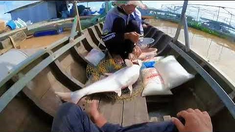 Săn cá vồ đém làng bè Bình Thạnh đụng thủy quái khủng | Fish | Dân Lục Tỉnh