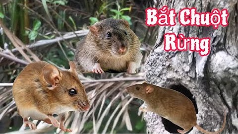 TÓM GỌN Những Con Chuột Rừng To Đang ẨN NẮP Trong Bọng Cây Bần #đoàn39vlog