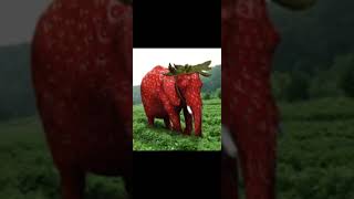 strawberry elephant (full song) Resimi