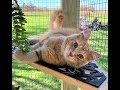 Building a Catio and Catio design ideas.