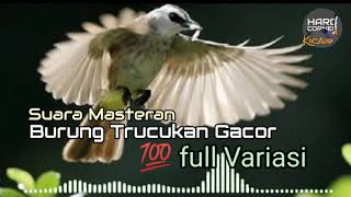 Masteran Burung Trucukan Gacor | Kicau Trucukan Full Variasi