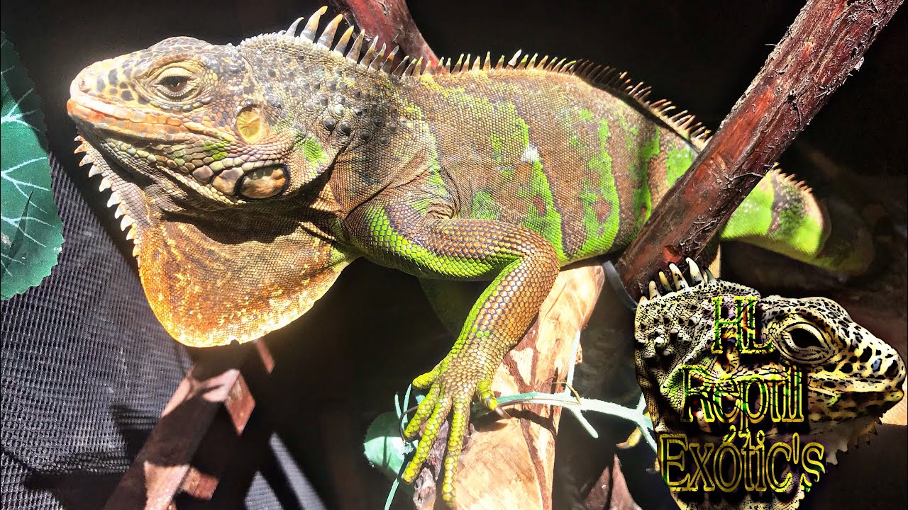  Iguana Verde (terry)