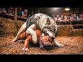 LOBO HÍBRIDO retirado da NATUREZA é FORÇADO a se tornar o LUTADOR MAIS PERIGOSO em uma ARENA de CÃES
