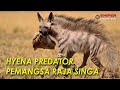 PREDATOR AFRIKA PALING RAKUS - FAKTA TENTANG HYENA