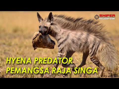 PREDATOR AFRIKA PALING RAKUS - FAKTA TENTANG HYENA