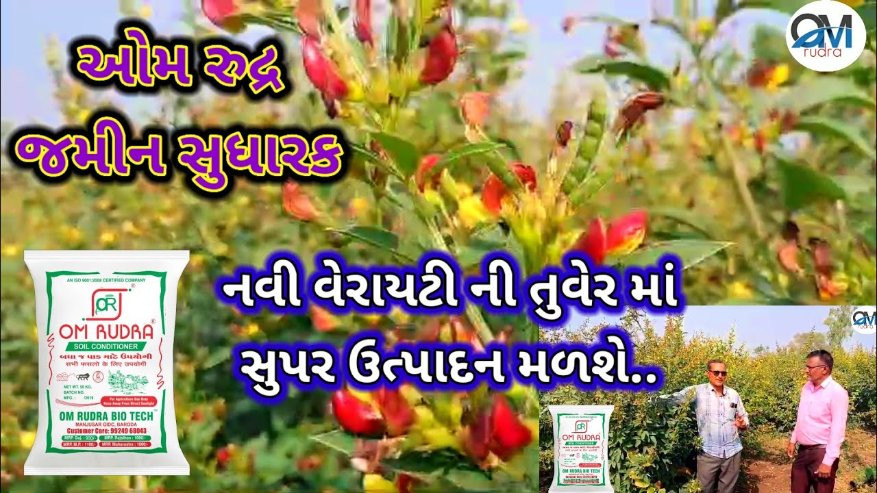 ગામ ગલિયાવાડા તાલુકો વંથલી જીલ્લો જૂનાગઢ બહુ હોશિયાર ખેડુત તુવેર નુ અલગ બીયારણ જુવો