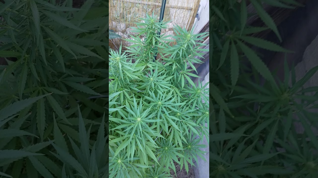 Marijuana outdoor organic roots 707 garden