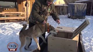 Охота на лося с лайками/Hunt for moose with huskies