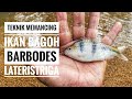 Teknik Mancing Ikan Bagoh@barbodes lateristriga