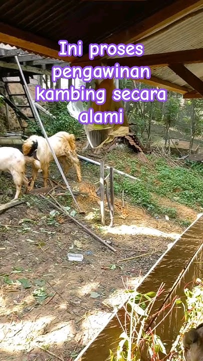 proses kambing kawin#animals #anakkambing #babygoats #kambing # ...