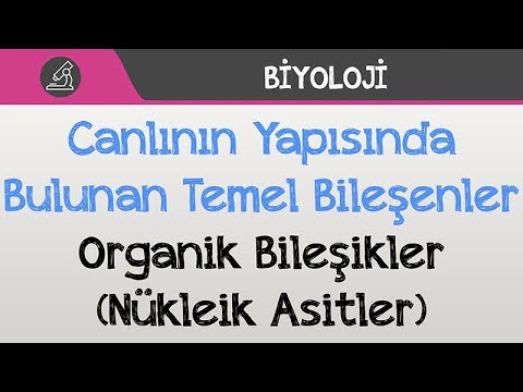 Canlının Yapısında Bulunan Temel Bileşenler - Organik Bileşikler (Nükleik Asitler)