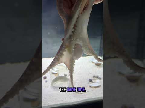 Lucy The Octopus Is A Little Mad I Ve Been Gone For So Long 