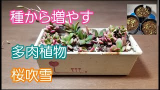 多肉植物 桜吹雪 桜吹雪の種の収穫 種から増やす Vlog13 多肉植物 多肉植物桜吹雪 多肉植物初心者 Youtube 多肉植物 桜吹雪 桜吹雪の種の収穫 種から増やす Vlog13 多肉植物 多肉植物桜吹雪 多肉植物初心者 Youtube