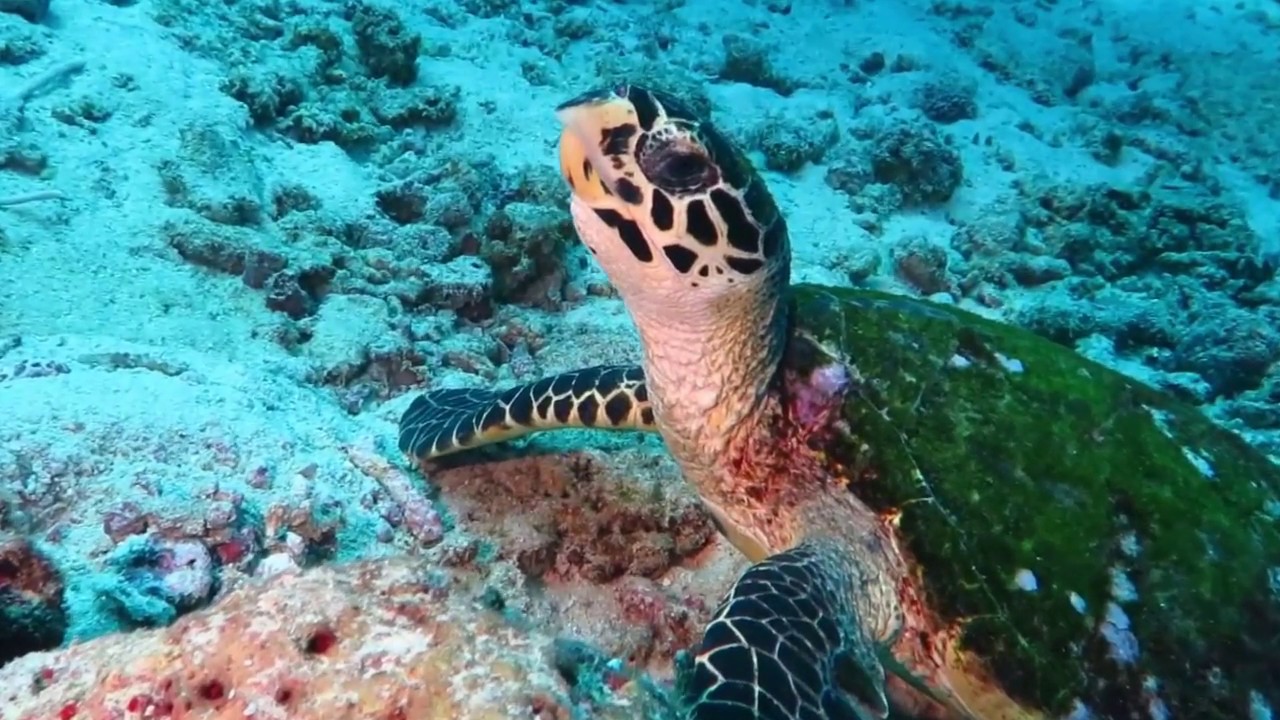 Enjoy life just dive #2