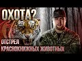 Охота в XXI веке: массовые убийства животных, браконьерство и трофеи из Красной книги