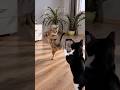 Cat Films His Friend's Dance On Two Legs (So Funny) | 猫ダンスを撮影する相棒猫が面白すぎる