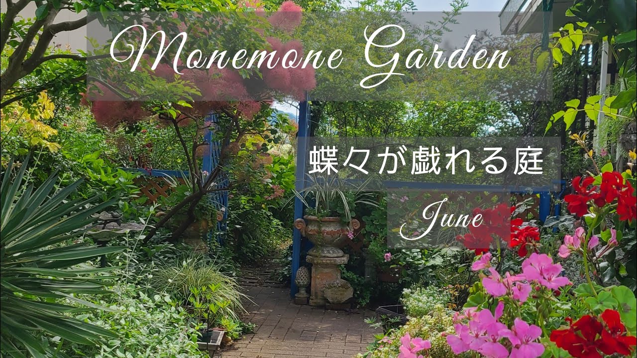 バタフライ🦋ガーデン】蝶々が遊びに来る庭♡爽やかな涼風と青空
