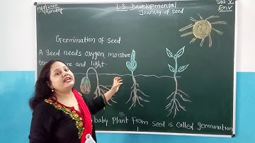 RITIK DAVE (Developmental journey of seed) part two std 5.