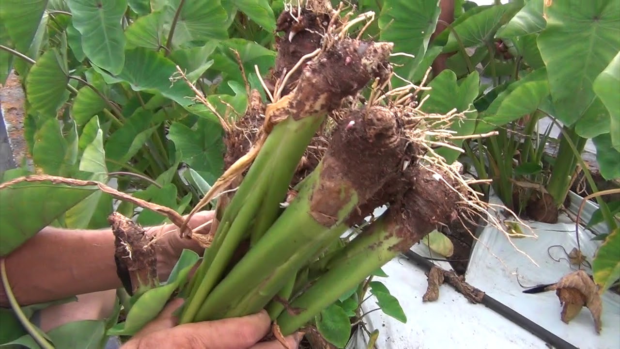 Propagación de Malanga 2:2