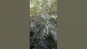 أيات من القرآن الكريم لحفيظة الشيخ ساعد الغامدي #المصحف #اكسبلور #nature #الجزائر