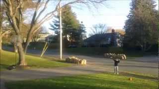 Amazing Random Trick Shots