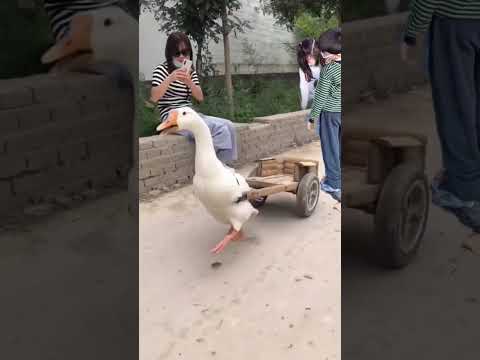 شوط شوط يا بطه